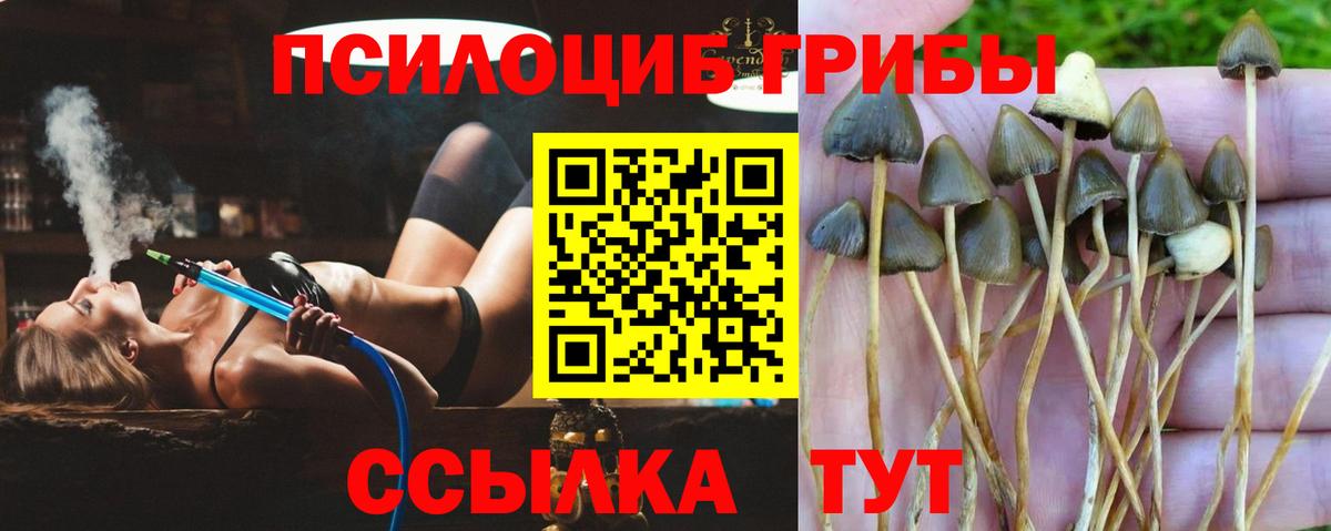 Белогорск  Псилоцибиновые грибы Cubensis  Вход с VPN  Галлюциногенные грибы GOLDEN TEACHER 